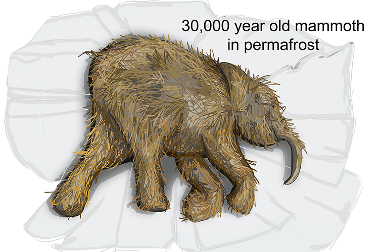 An image of a 30000 year old mammoth found in permafrost
